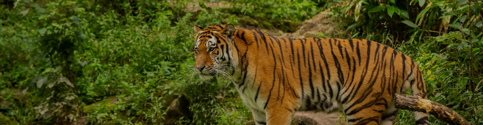 Jeep Safari in Jim Corbett