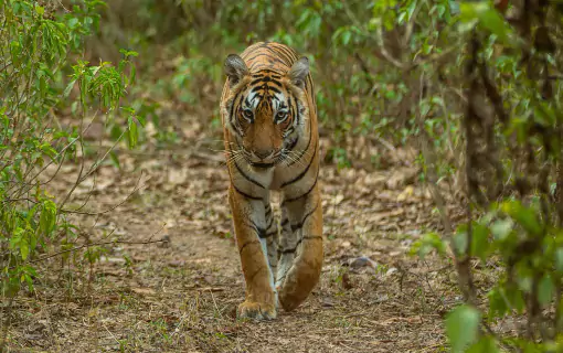 Jeep Safari in Jim Corbett