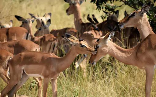 Jeep Safari in Jim Corbett