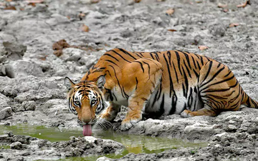 Jeep Safari in Jim Corbett